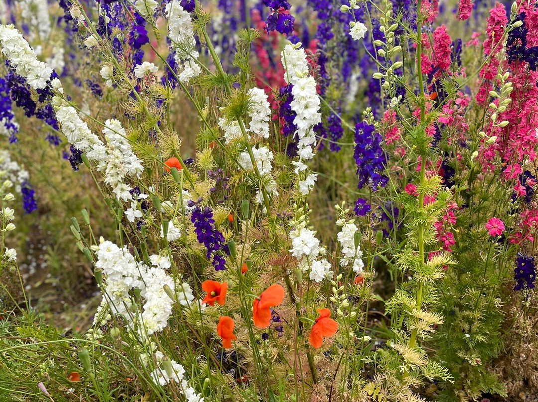 The Real Flower Petal Confetti Company's Confetti Flower Field-Pershore必去景点