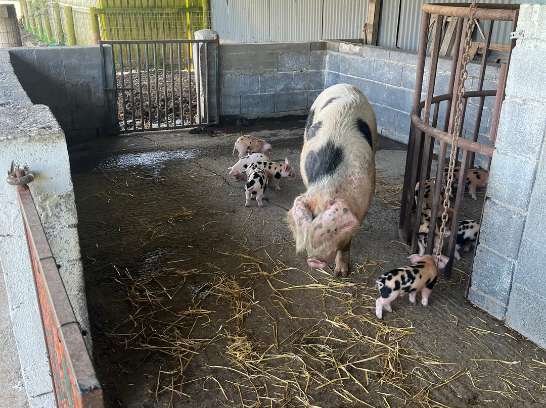 Glenroe Farm-Kilcoole必去景点