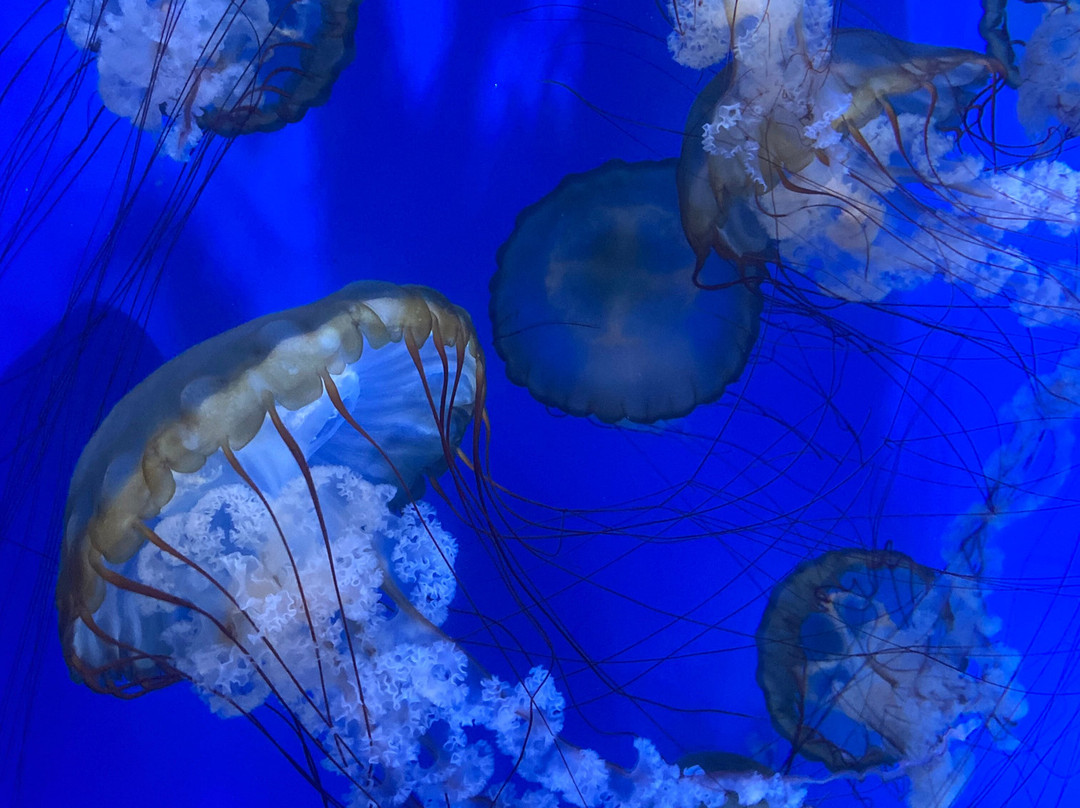 SEA LIFE Hannover-汉诺威必去景点