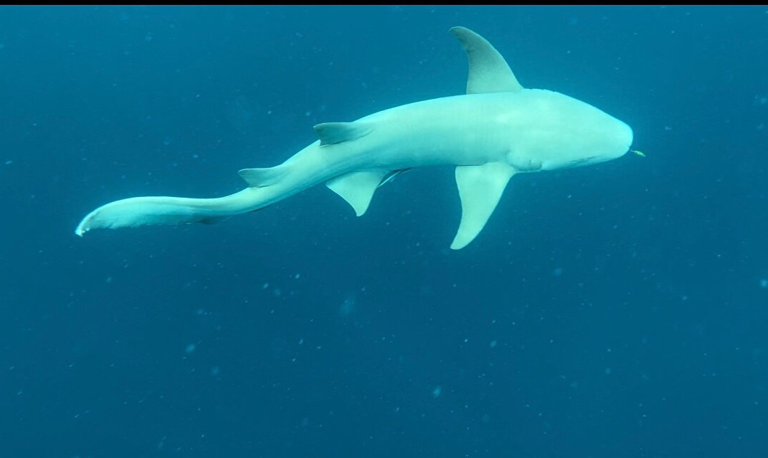 S&Y Tours and Travel-马累必去景点