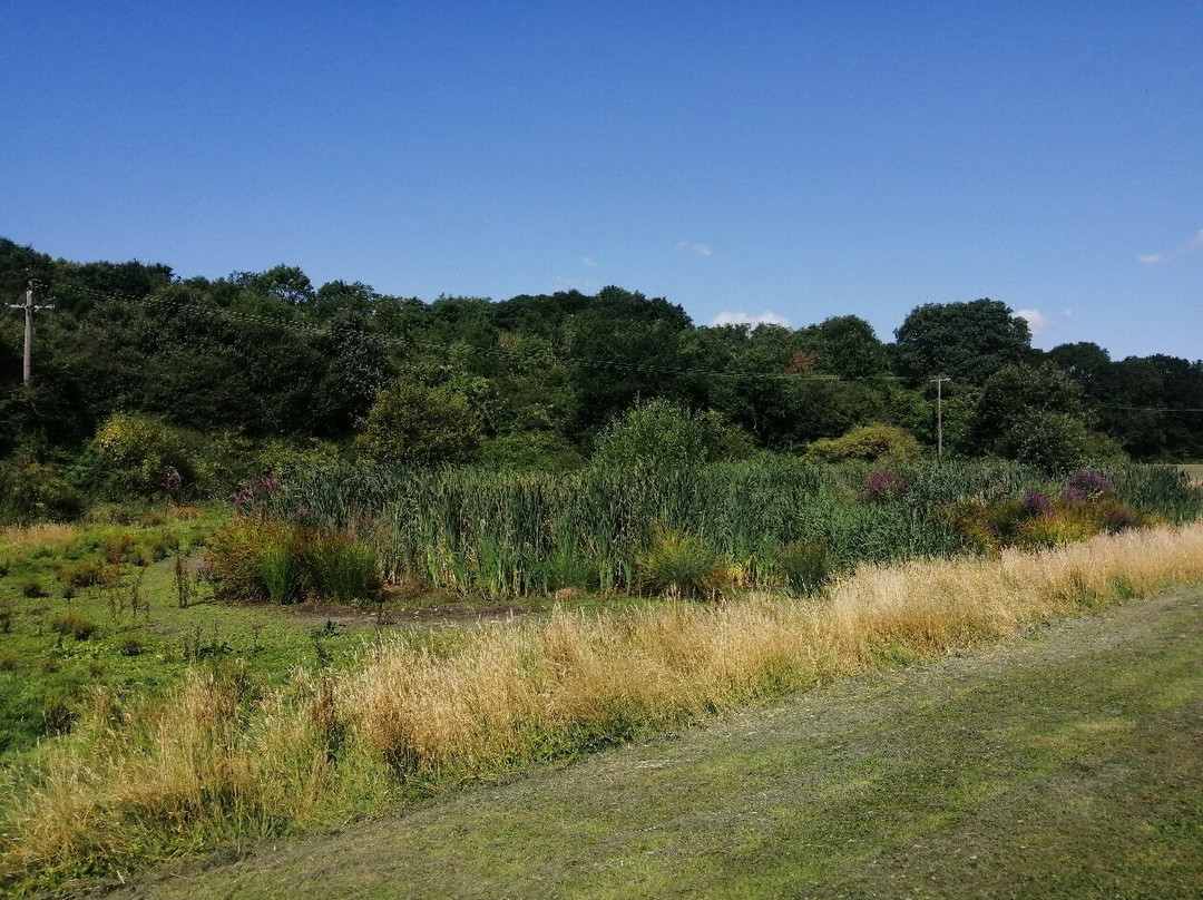 Davy Down Country Park景点图片