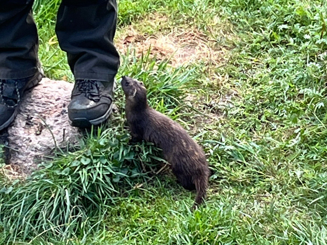 Otter-Zentrum Hankensbüttel-Hankensbuettel必去景点