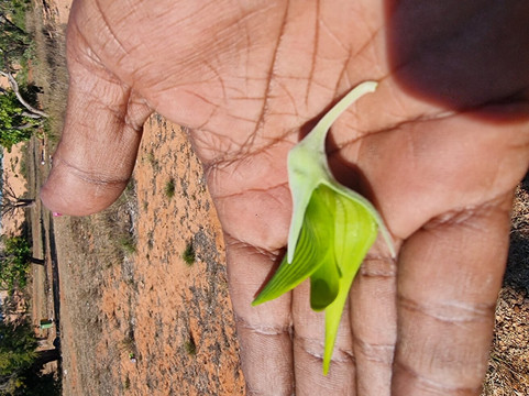 Kimberley Cultural Adventures-布鲁姆必去景点