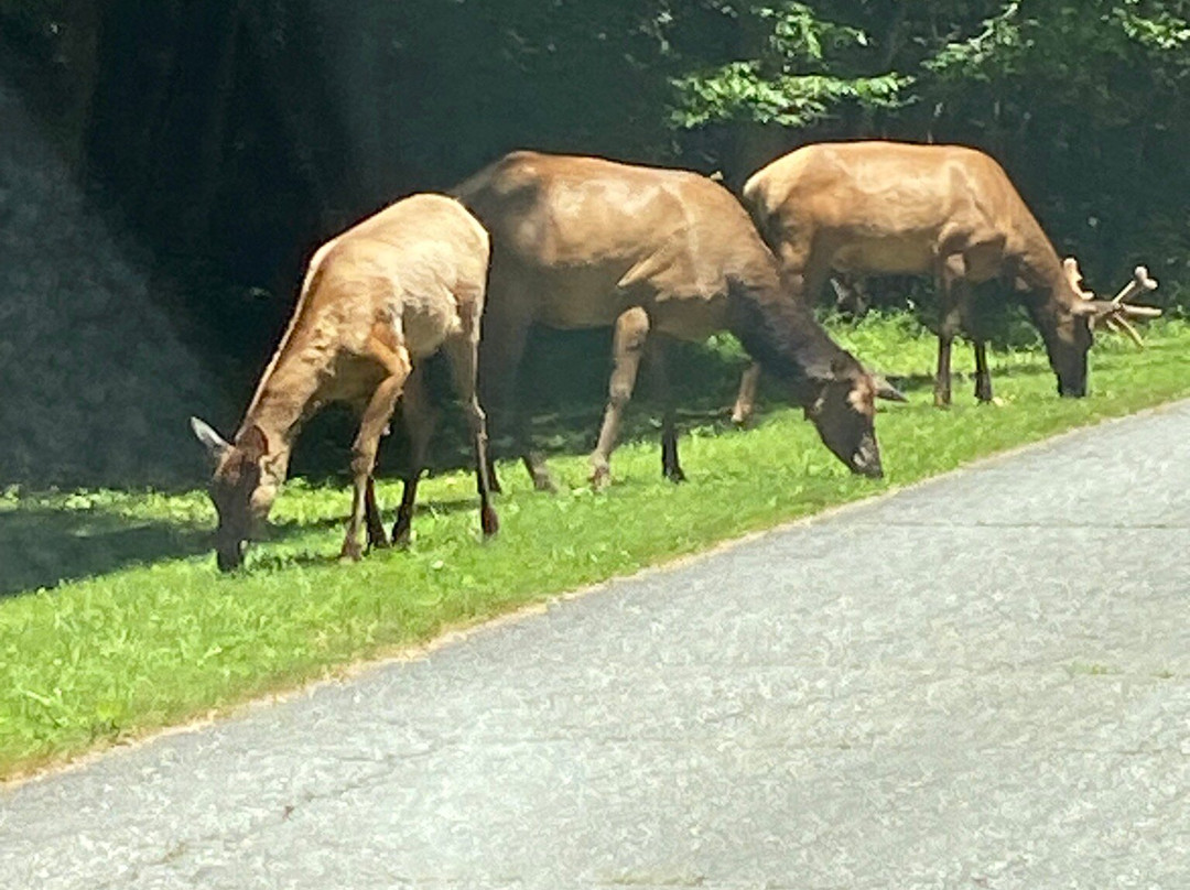 Cataloochee Valley-大雾山国家公园必去景点