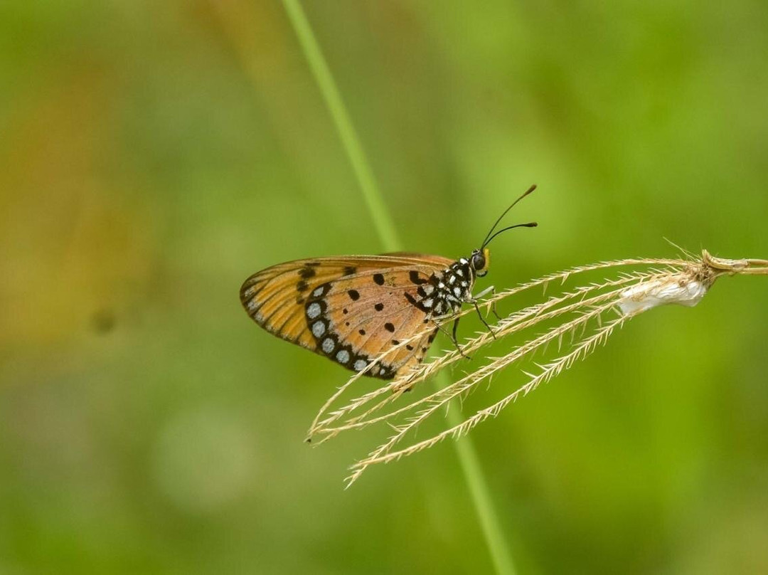 Anawilundawa Wetland Sanctuary-Chilaw必去景点