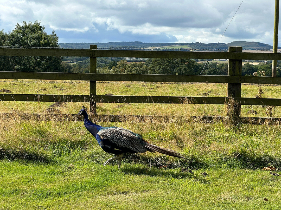 The House of the Binns-林利斯戈必去景点