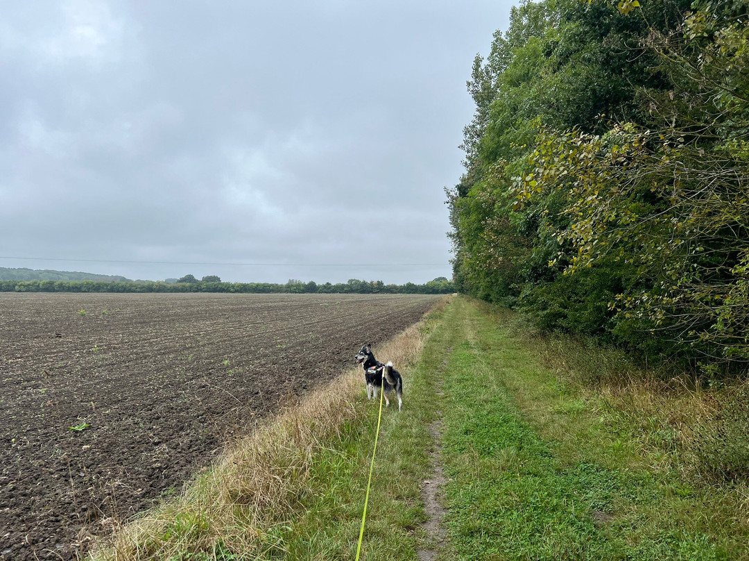 Little Wittenham Nature Reserve-Little Wittenham必去景点