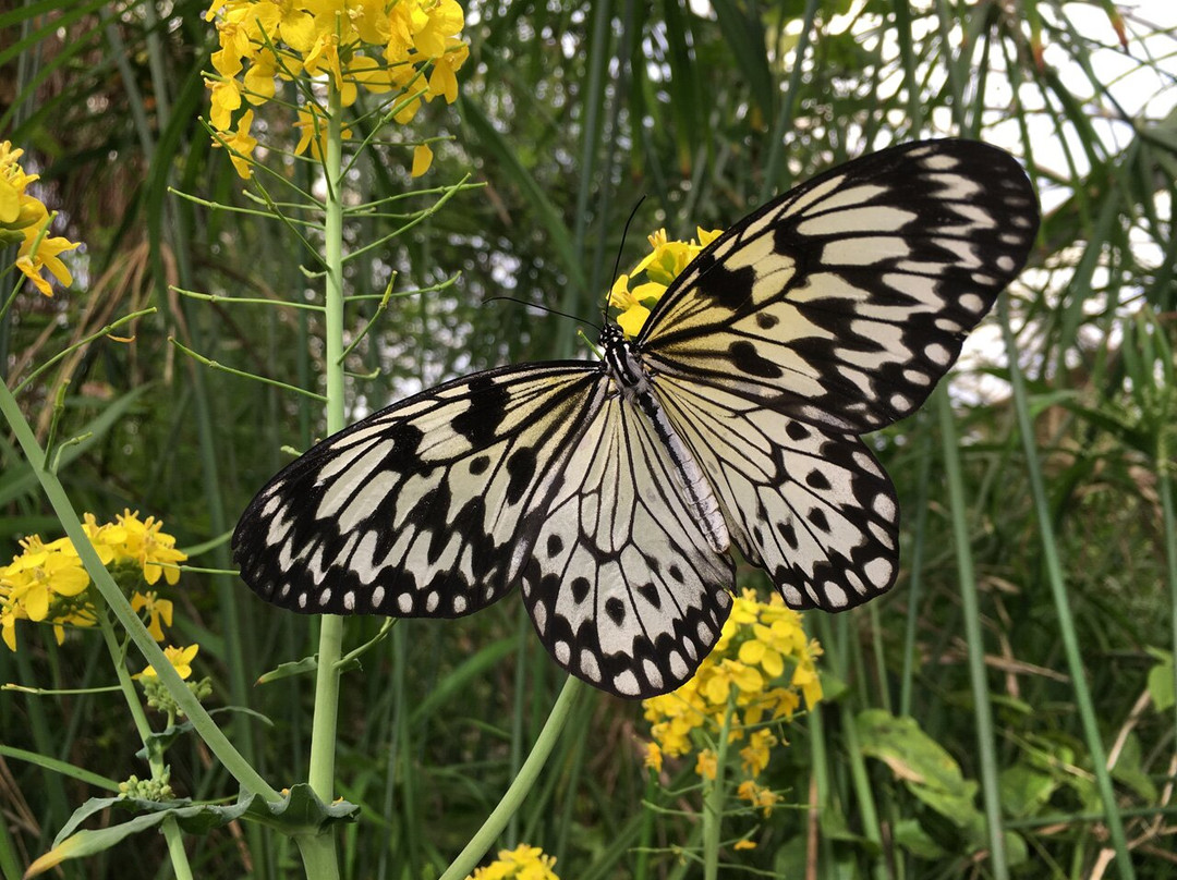 Butterfly Paradise:"Papiliorama"景点图片