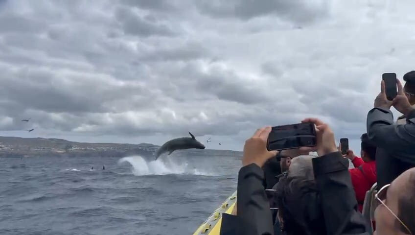 Water4fun - Whale Watching Terceira island-亚速尔群岛英雄港中心区必去景点