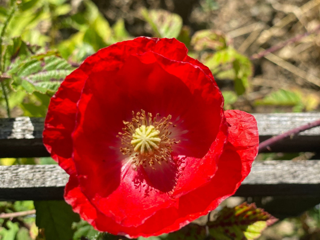 Flore-Alpe Alpine Botanical Garden-Champex必去景点