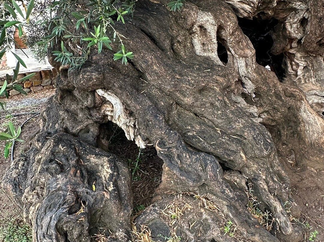 The Monumental Olive Tree of Vouves-Vouves必去景点