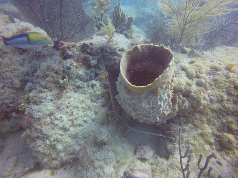 Tarpoon Lagoon Dive Center-迈阿密海滩必去景点