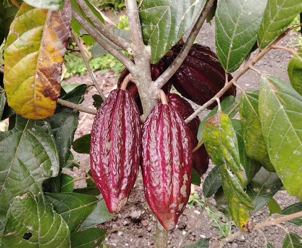 Mindo Maya Chocolate-明多必去景点