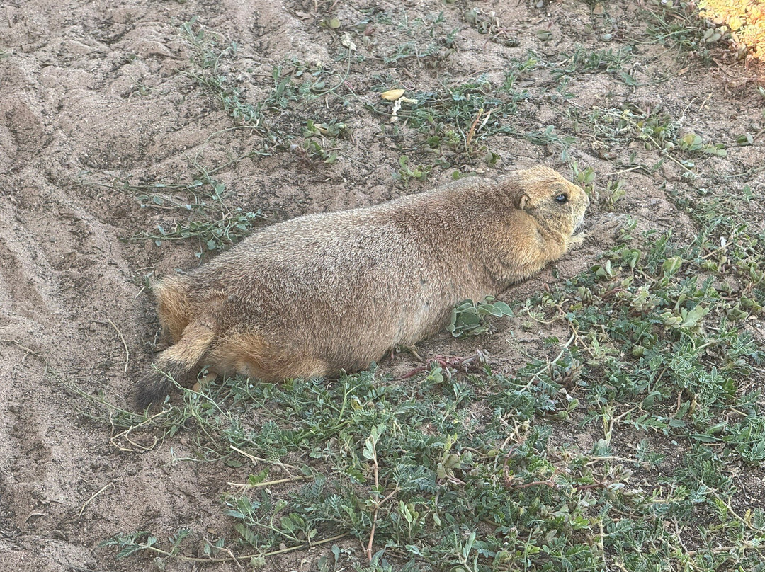 Prairie Dog Town-拉伯克县必去景点