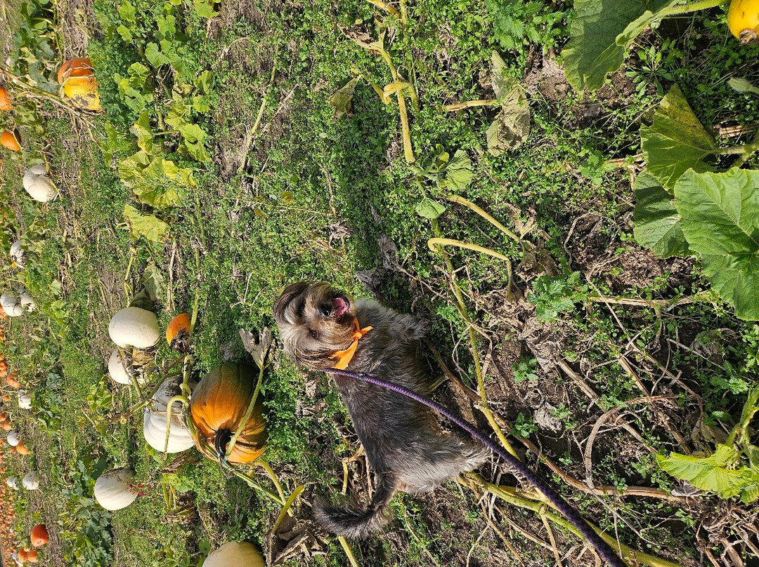 Undley Pumpkin Patch & Maize Maze景点图片