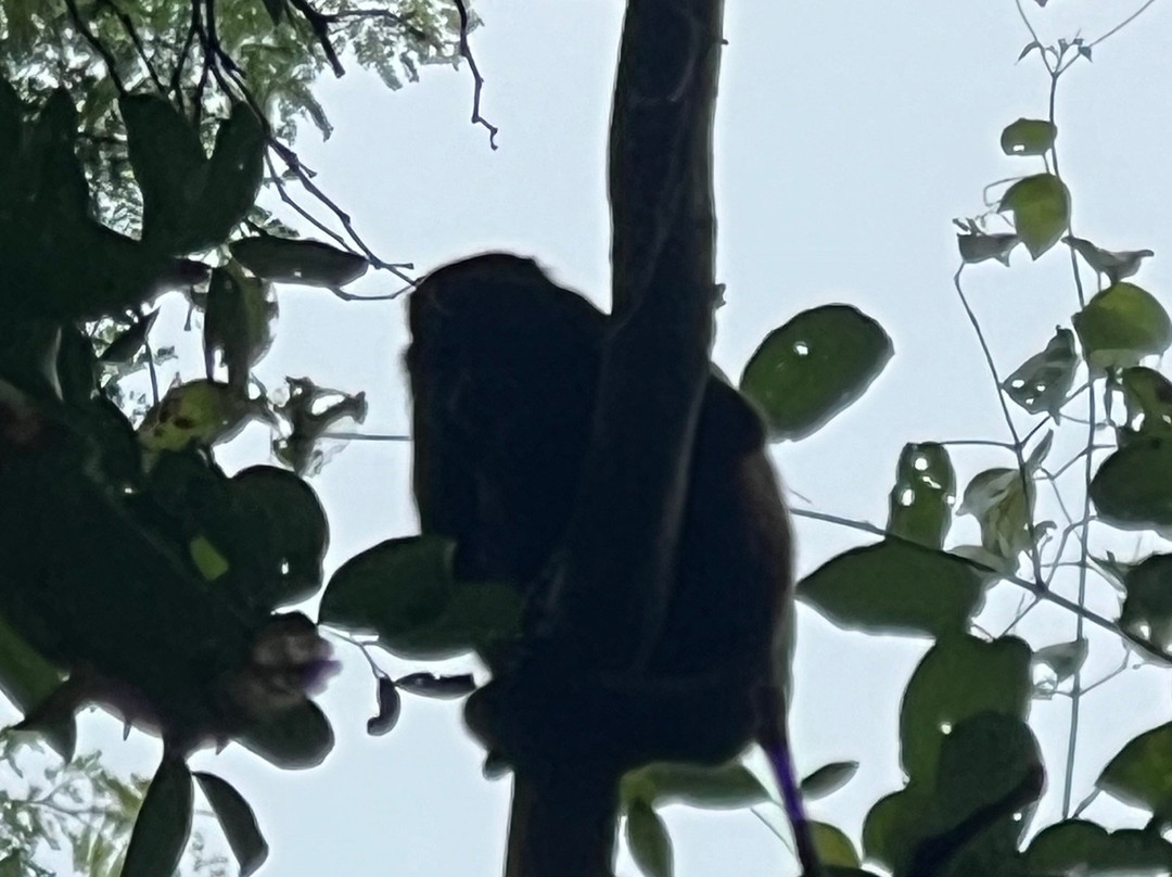 Tamarindo Explorer景点图片
