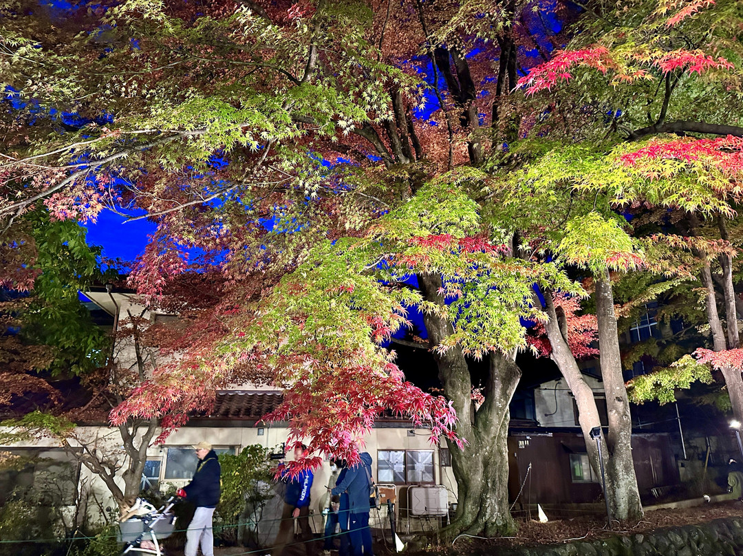 Maple Corridor-富士河口湖町必去景点