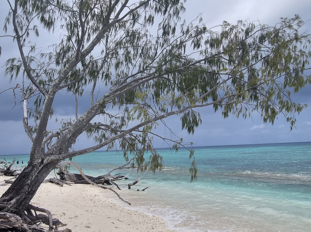 Lady Musgrave Experience - Reef Tours景点图片