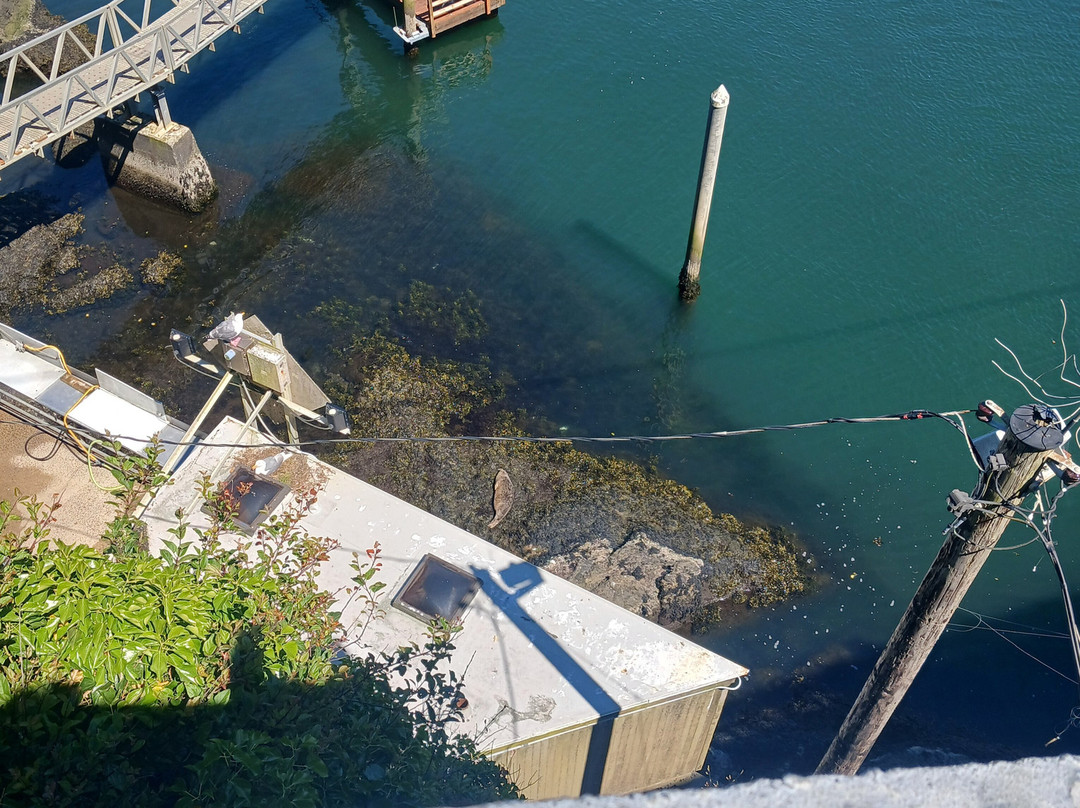 World's Smallest Harbour-Depoe Bay必去景点