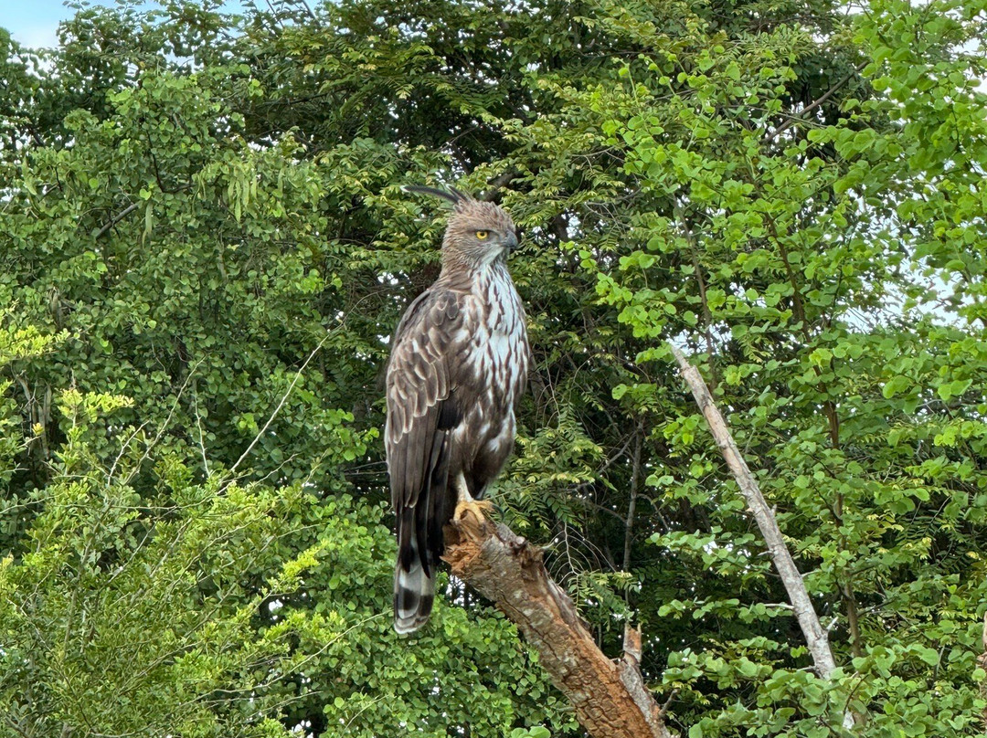 Udawalawa Safari Sri Lanka-Kirillawala必去景点