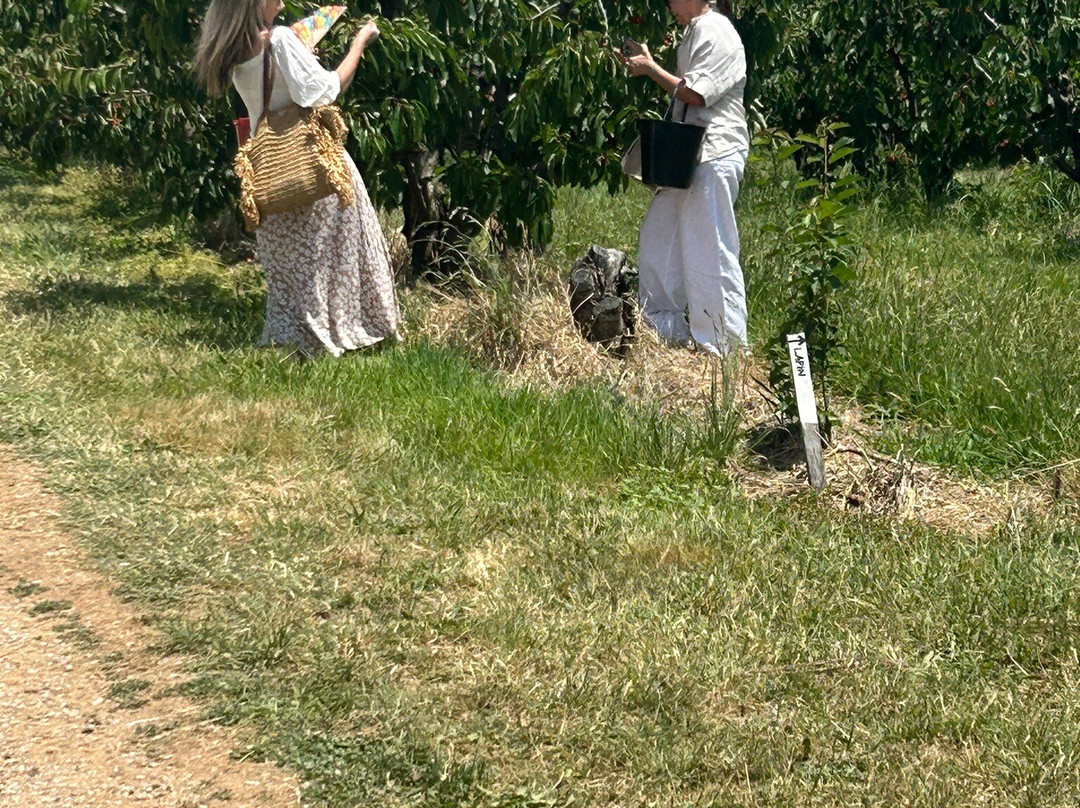 Hillside Harvest景点图片