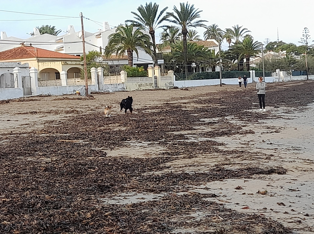 Platja De Les Marinas景点图片
