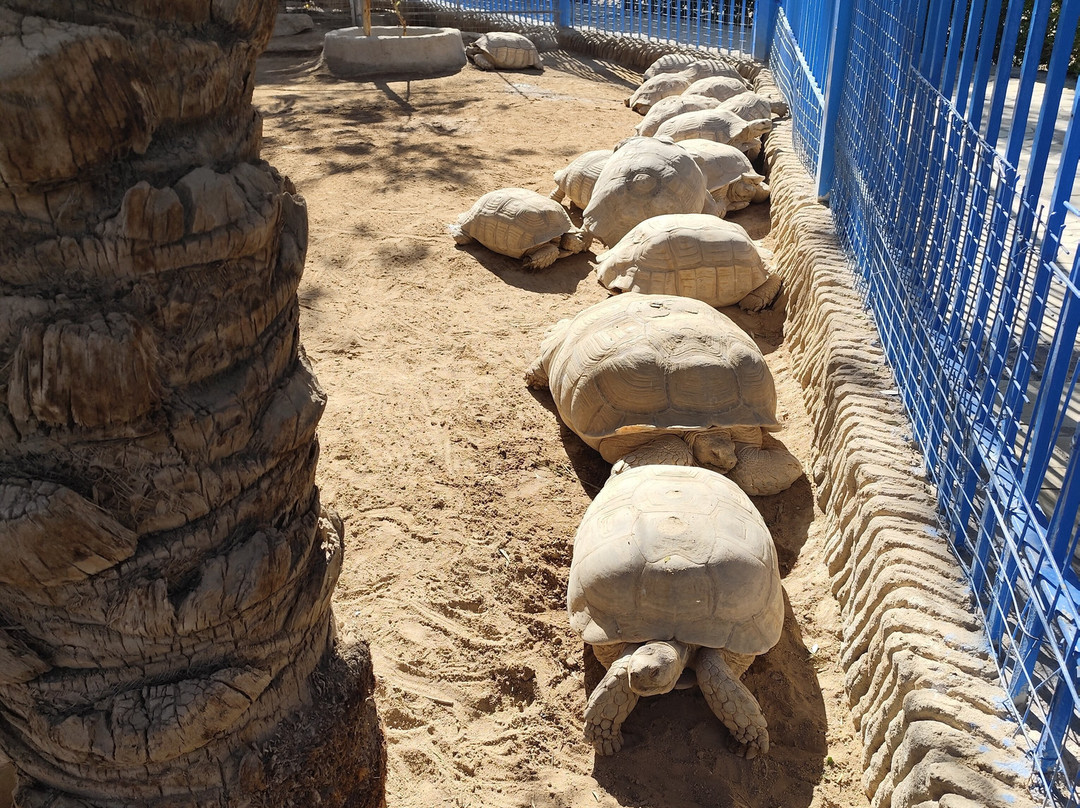 guides touristic-Hurghada 1必去景点