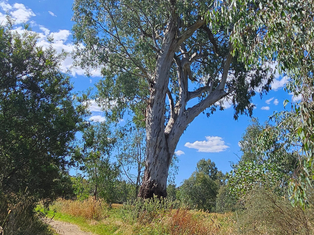 The Tumut Wetlands景点图片