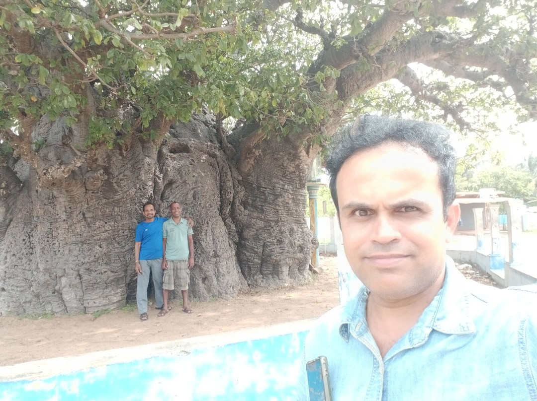 Baobab Tree-马纳尔必去景点