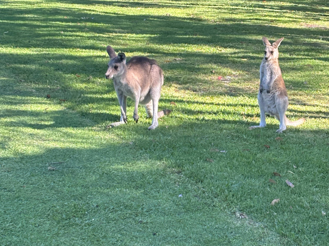 Kangaroo Encounters Guided Tours-尼尔森湾必去景点