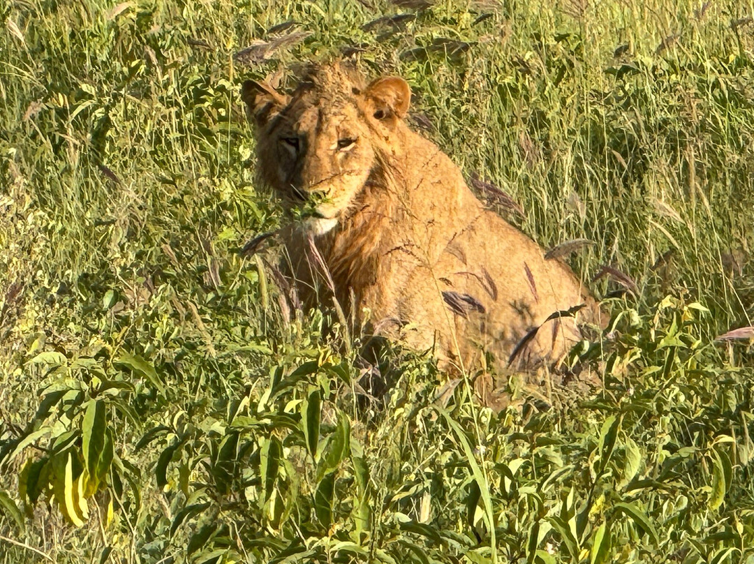 KingTomondo Safaris Kenya景点图片