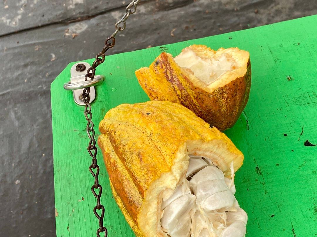 Mauna Kea Cacao景点图片