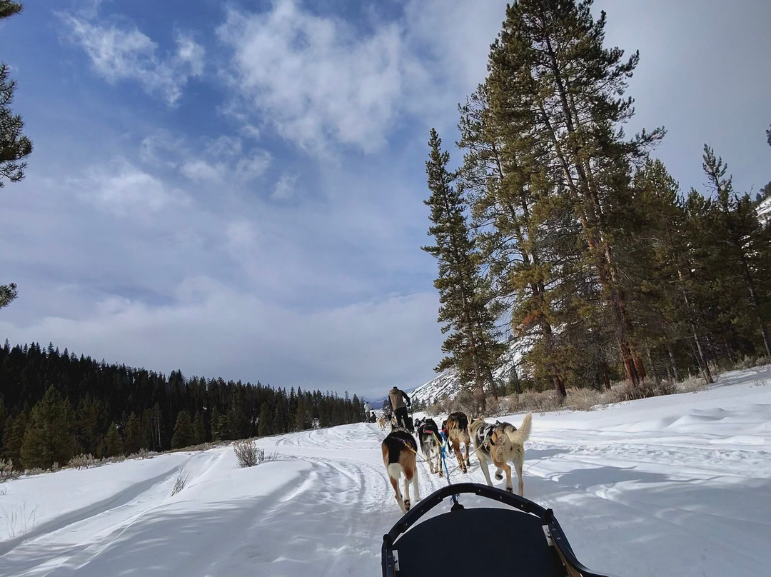 Yellowstone Dog Sled Adventures-西黄石镇必去景点