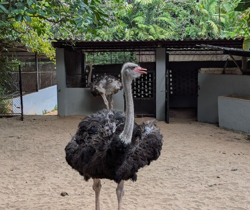 Dehiwala Zoo景点图片