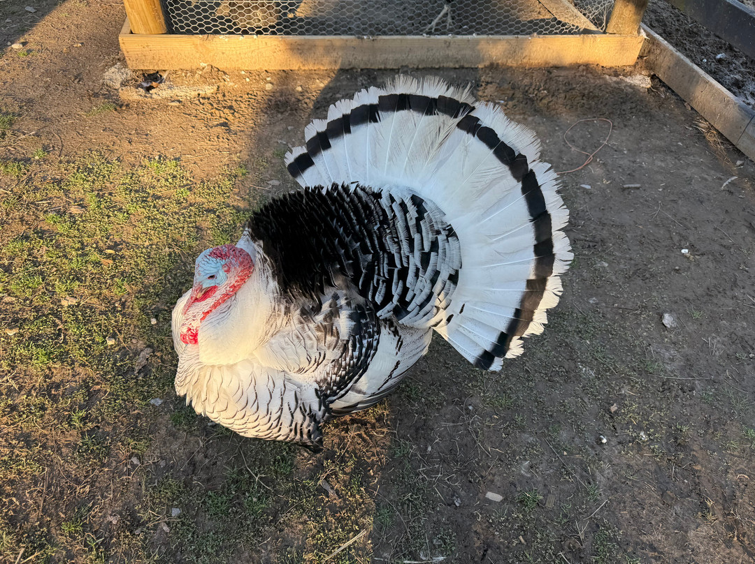 Kay’s Acres-Suffolk必去景点