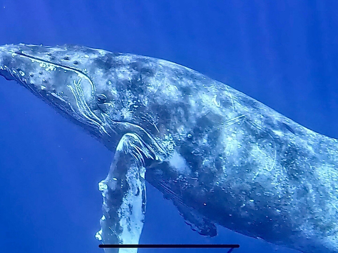 Da Whale Boat: Big Island Humpback Adventures-卡威哈也必去景点
