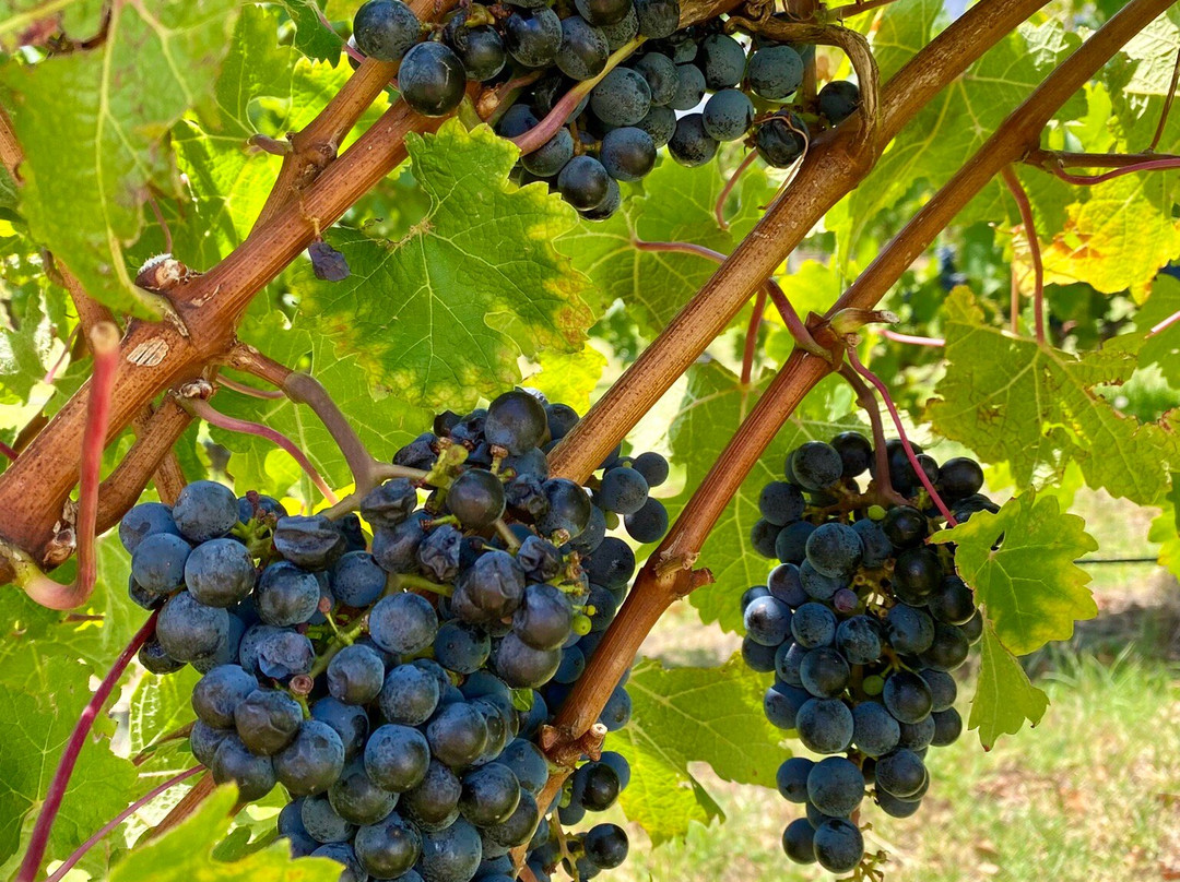 Holden Manz Wine Estate-法兰舒克必去景点