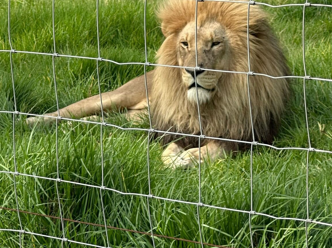 Glen Garriff Lion Conservation Npc-哈利史密斯必去景点