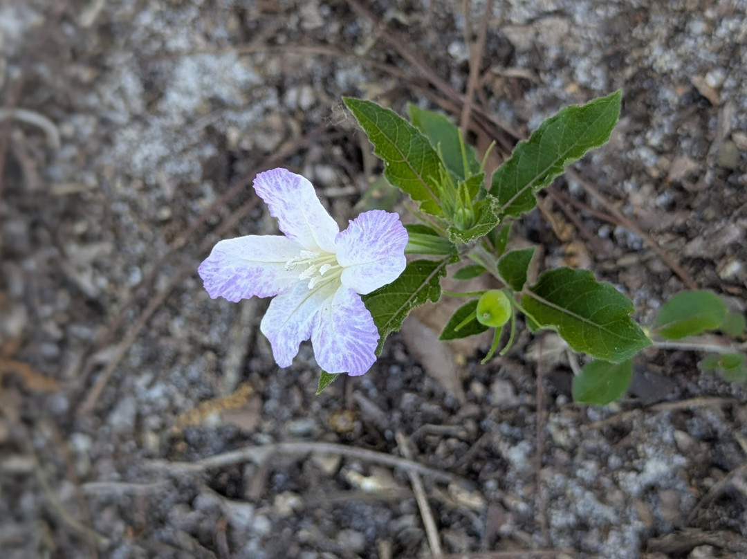 Tiger Creek Preserve-莱克威尔士必去景点