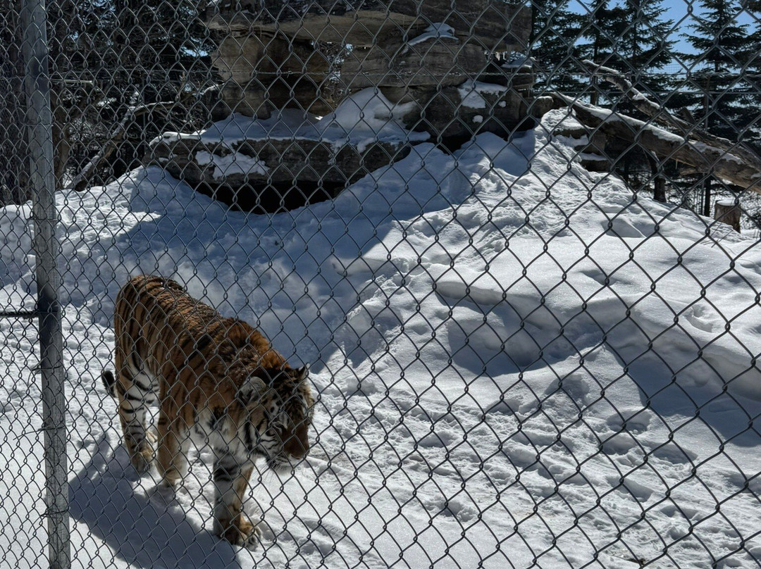 Zoo de Falardeau景点图片