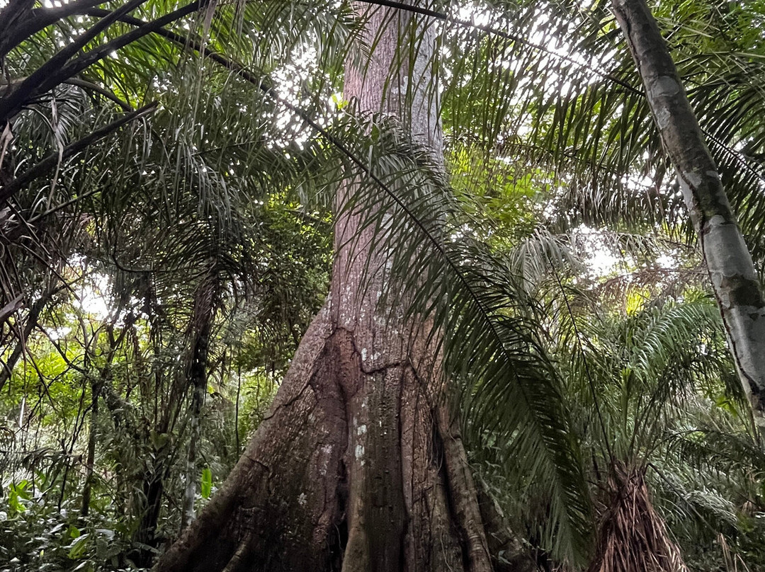 Pisatahua Plant Medicine-Riberalta必去景点