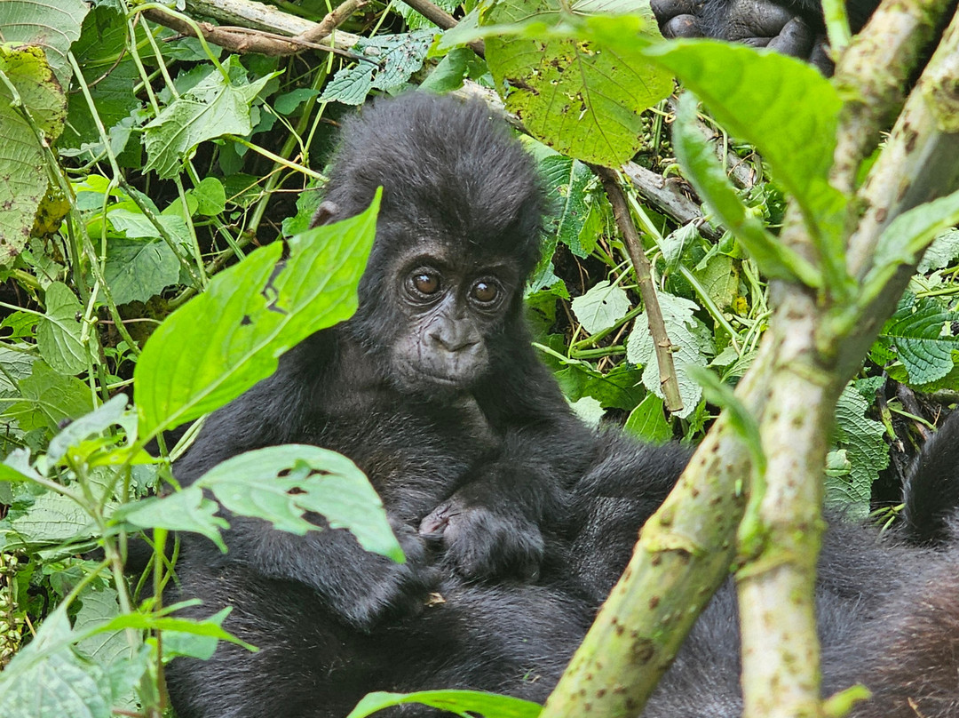 Big Apes Africa Safaris-坎帕拉必去景点