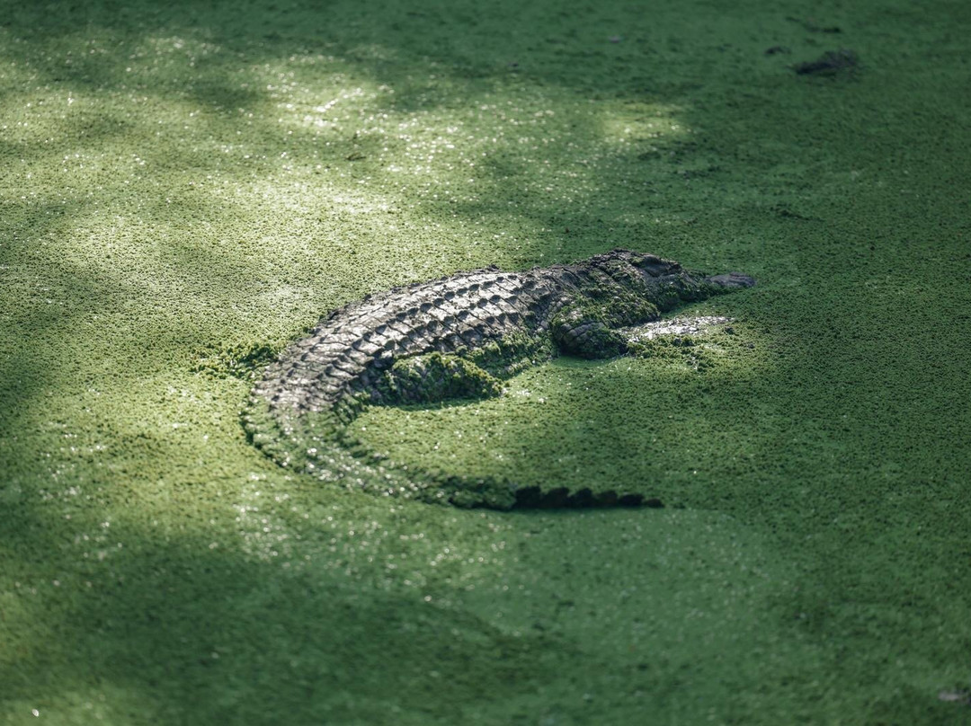 Crocodile Park Victoria Falls景点图片