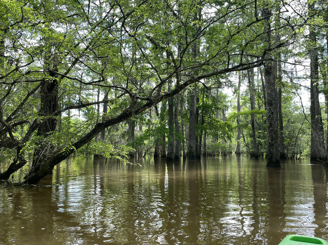 Honey Island Kayak Tours-Pearl River必去景点