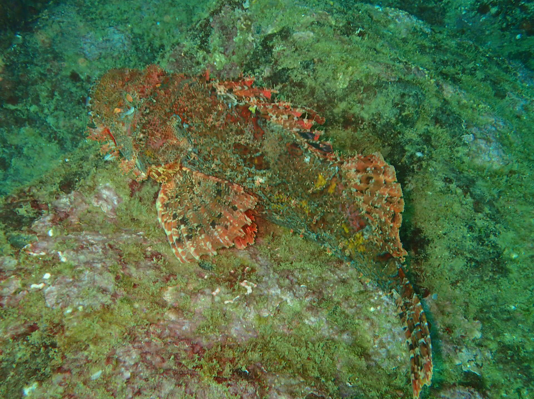 Ecologix Divers-Pasikuda必去景点