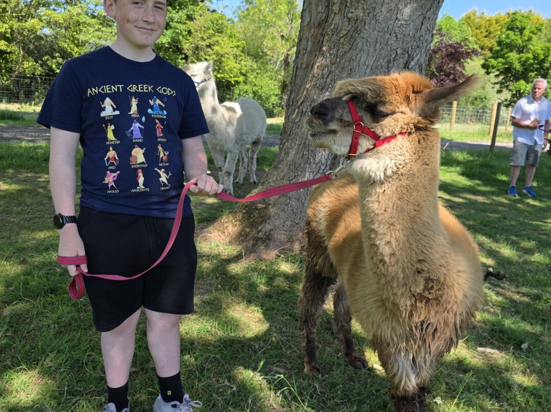 Bardsea Alpacas And Llamas景点图片