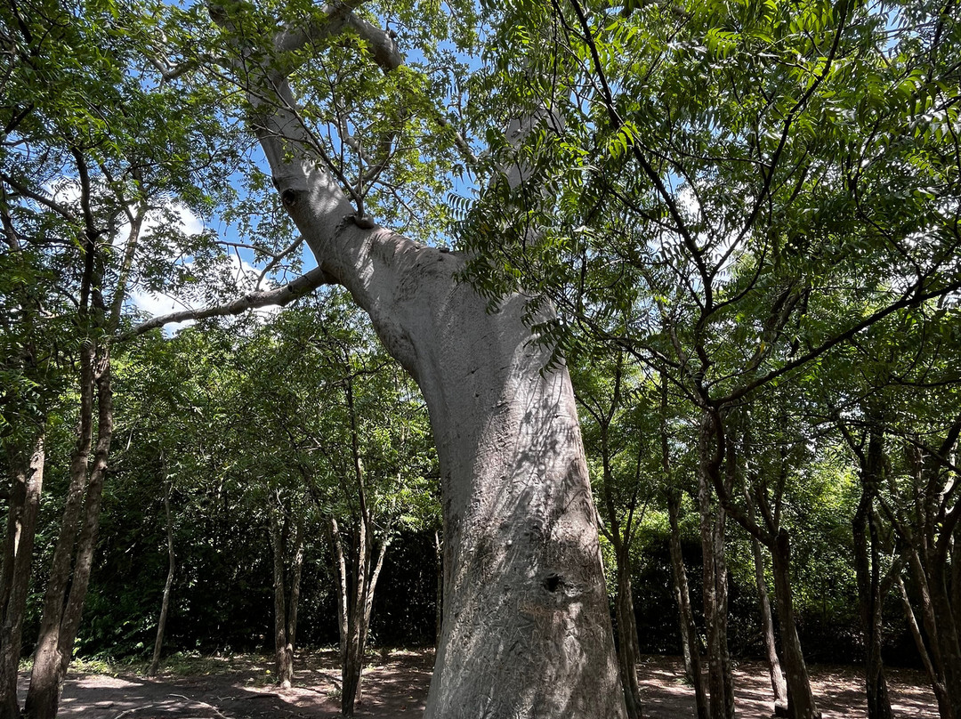 Adventure Birding Tours-特马必去景点