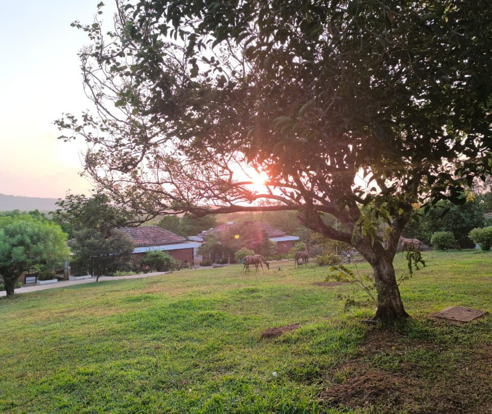 萨马利蕨类度假村主图