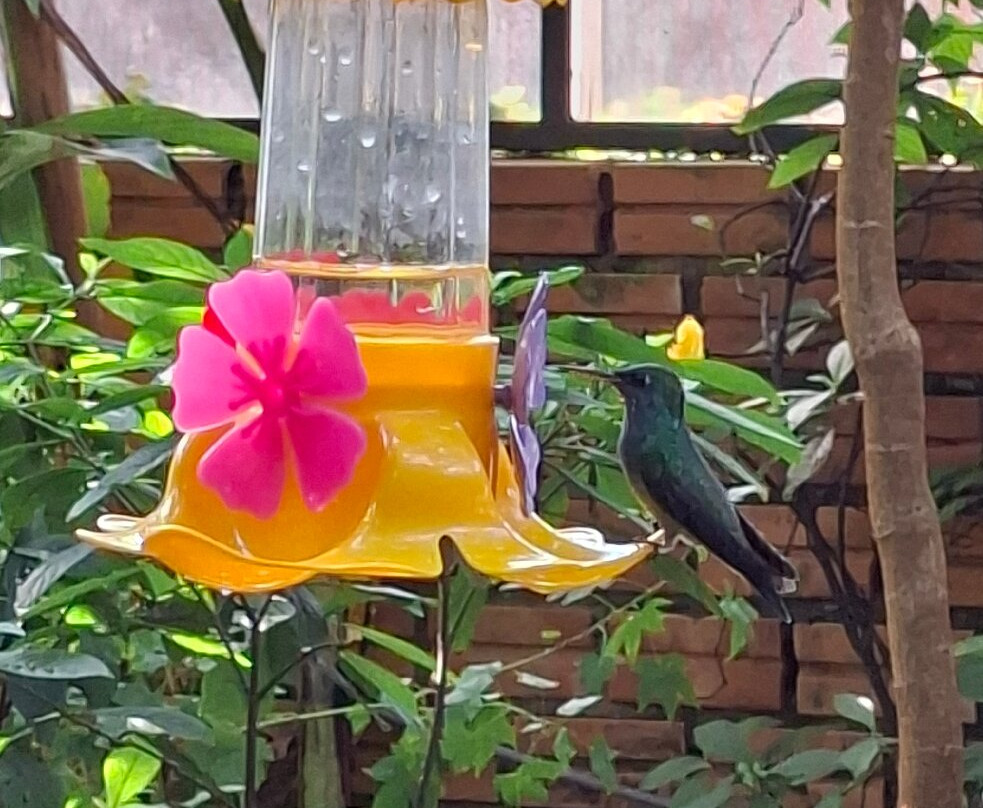 Jardin de los Picaflores-伊瓜苏港必去景点