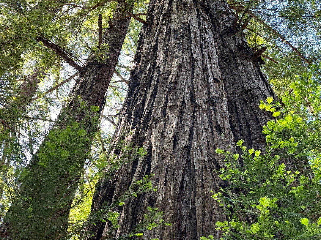 Pfeiffer Big Sur State Park-大苏尔必去景点